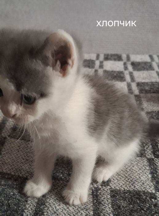 Кошенята в добрі руки