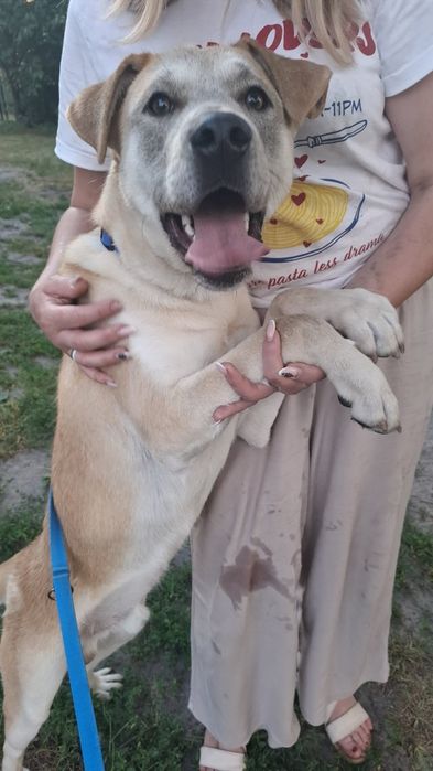 Oddam za darmo bezdomnego, młodego ,dużego psa po kastracji .