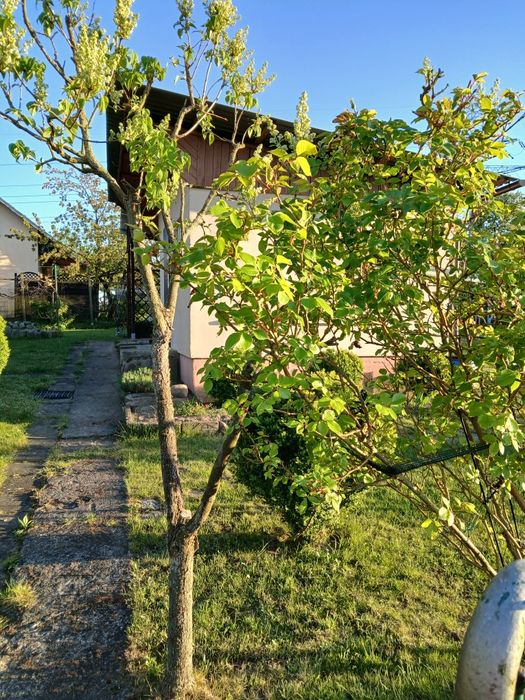 Działka ROD Szczecin Skolwin