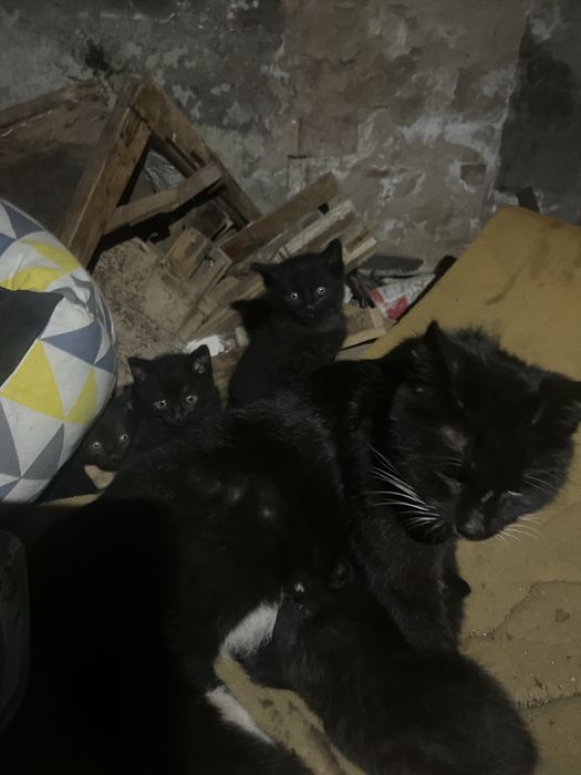 Котики у родину.Котик.Киця