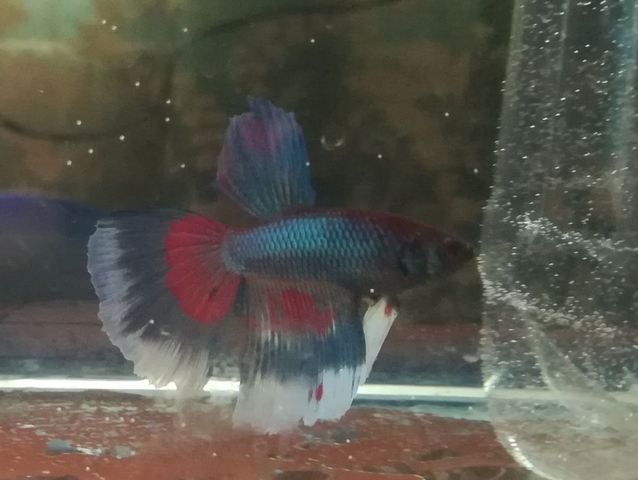 Аквариумные рыбки