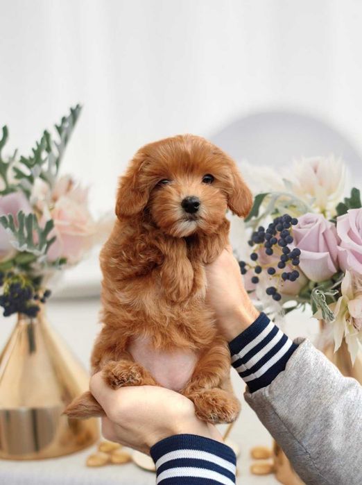 Роскошная девочка мальтипу.