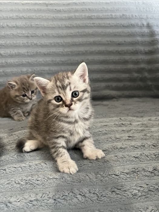 Скотіш фолд  Скотіш страйт Шотландські кошенята