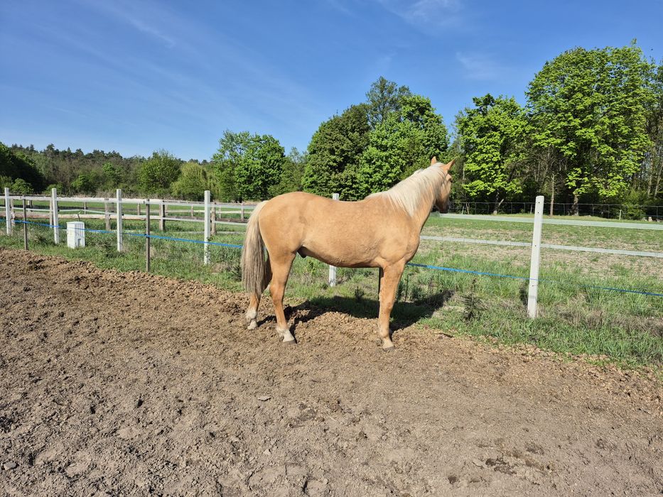 Sprzedam wałach 3 lata