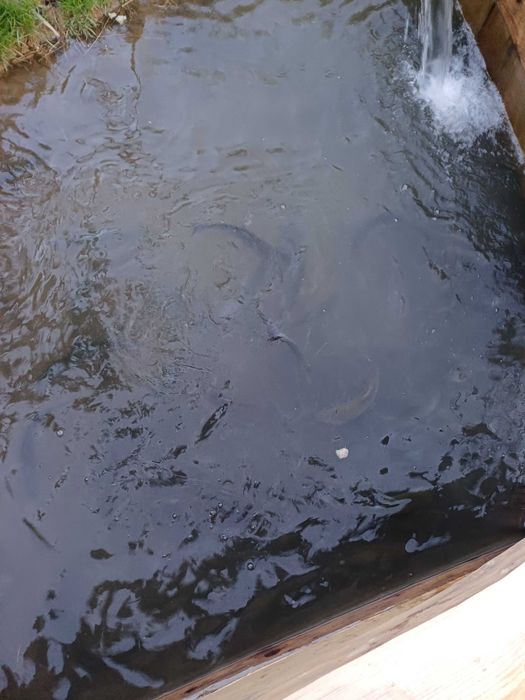 Karpie z własnego stawu