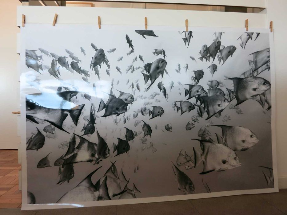 Fotografia - Atlantic Spadefish Schooling