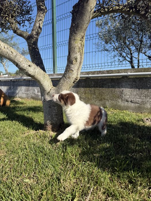 Border collie Macho chocolate PREÇO SÓ HOJE