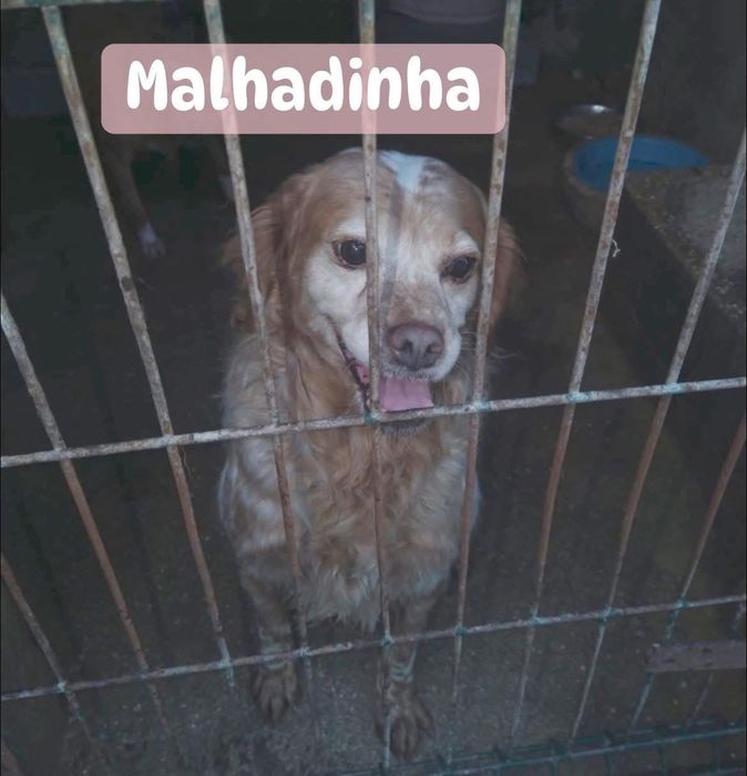 Cadela epagneul muito meiga para adoção responsável