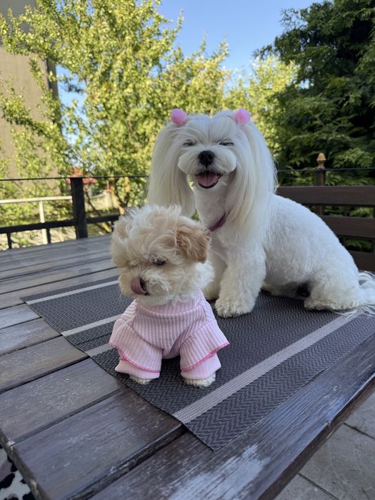 VIP мальтіпу з паапортом