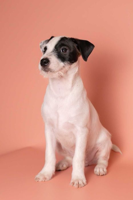 Parson Russell Terrier - samczyk ZKwP/FCI
