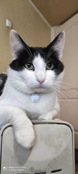Котик в добрые руки.