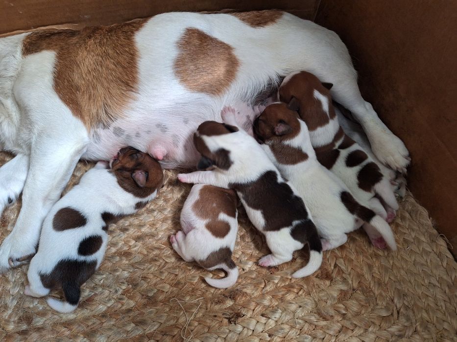 Jack Russell Terrier