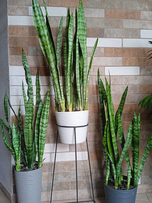 Вазон Сансеверія. Щучий хвіст. Тещин язик. Щучий хвост.Тьощин язик