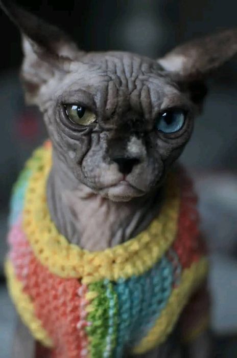 Sfinks heterochromia