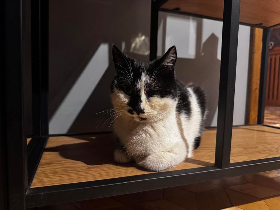 Mloda kotka Luna czeka na dom