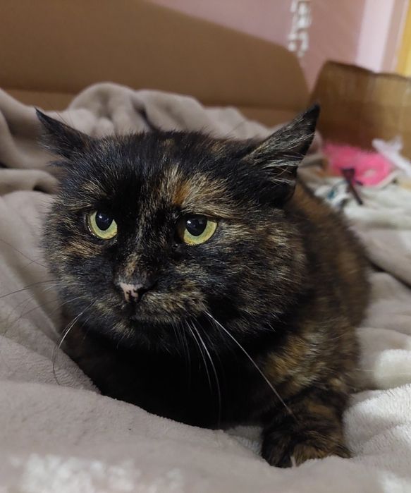 шотландська прямоуха