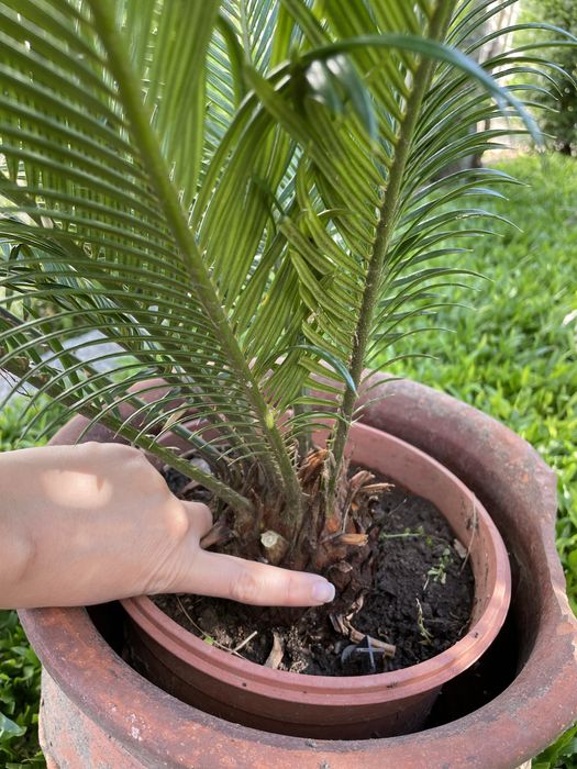 Planta Sika_estilo palmeira com crecimento lento