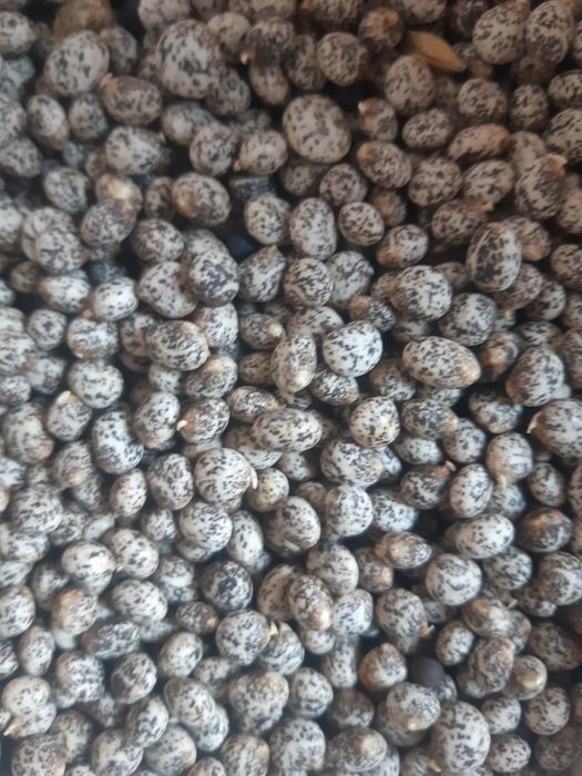 Seradela.łubin.nostrzyk.gryka.facelia.żyto jare.owies.pszenżyto jare