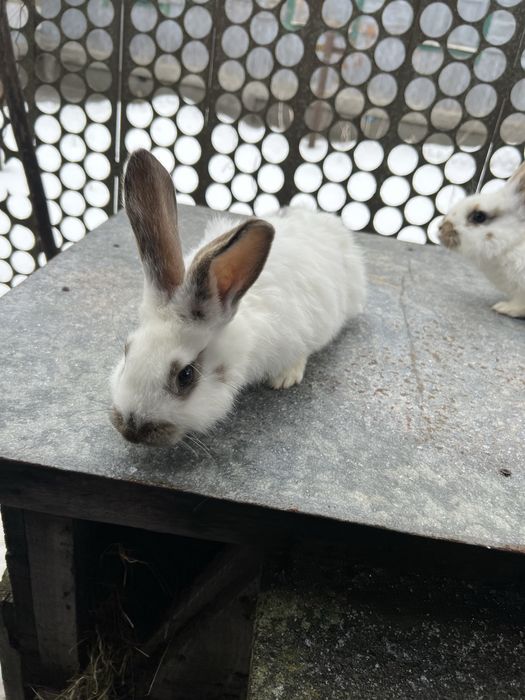 Кролі самки вік 2 місяці