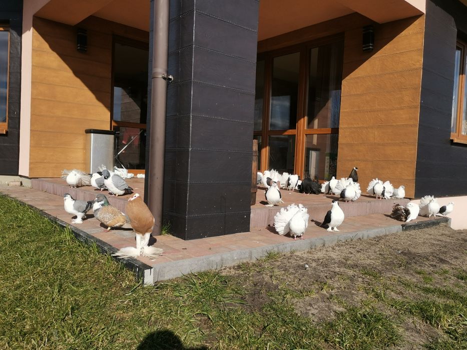 Gołębie ozdobne Gile Zamojskie