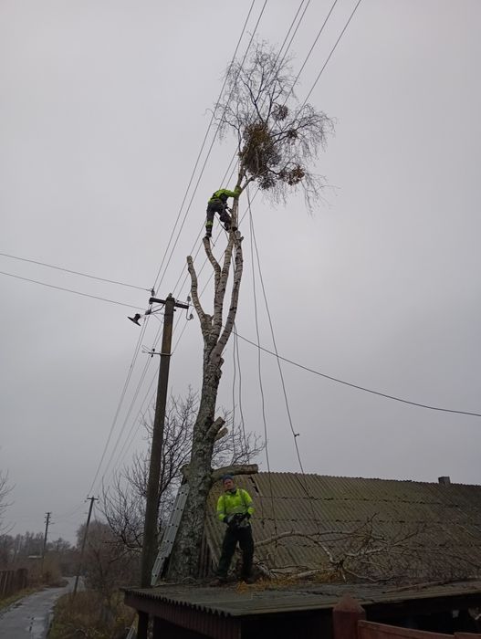 Спил деревьев, обрезка веток,, арбористика,,спилим дерево любое