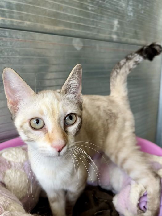 Shiva- linda gatinha muito meiga!