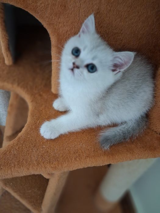 British Shorthair silver