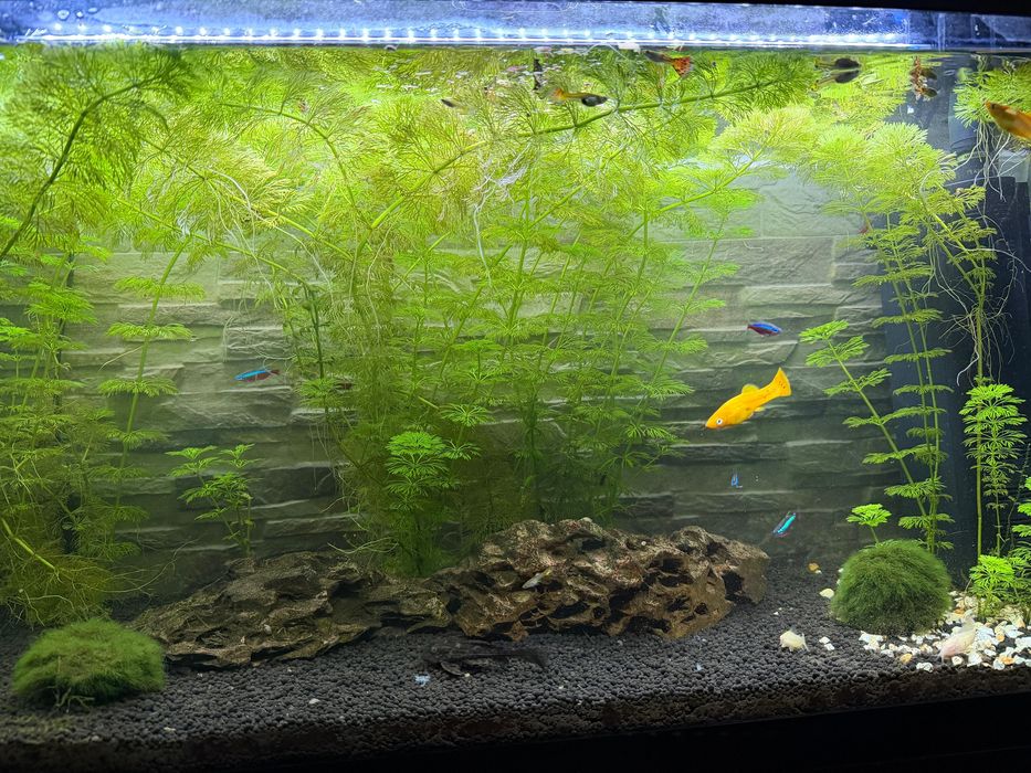 Aquario 87L completo com movel