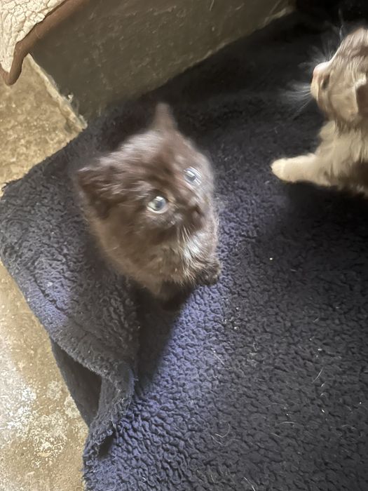 Ищу дом котенку