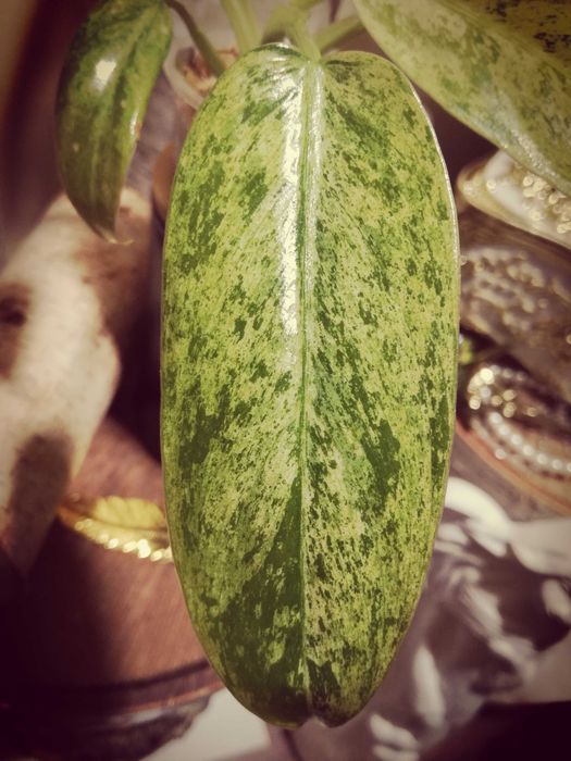 Philodendron Whipple Way Mint Variegata Filodendron roślina kwiat