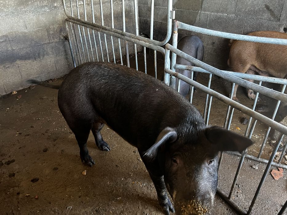 Duroc porco 1 macho 2 femeas