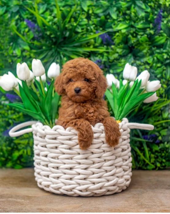 Найкращій хлопець той пудель.