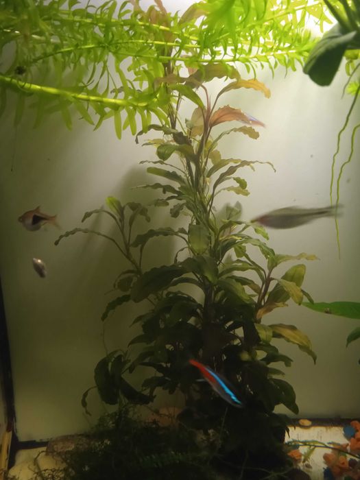 Аквариумные рыбки неоны, расбора. Растения элодея, анубиас.