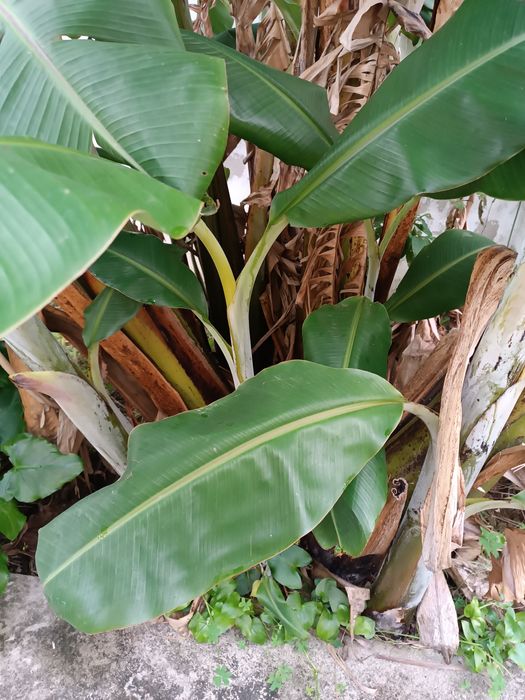 Bananeira vários tamanhos