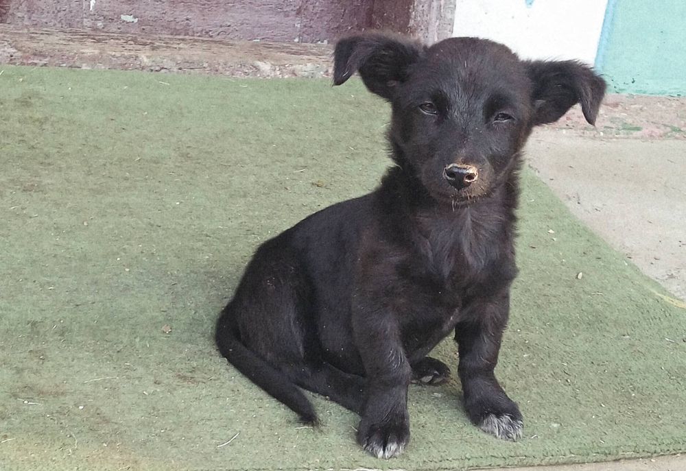 Віддам в хороші руки