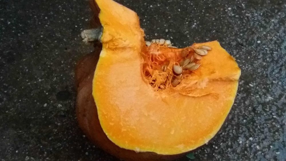 Abóbora menina para cozinhar