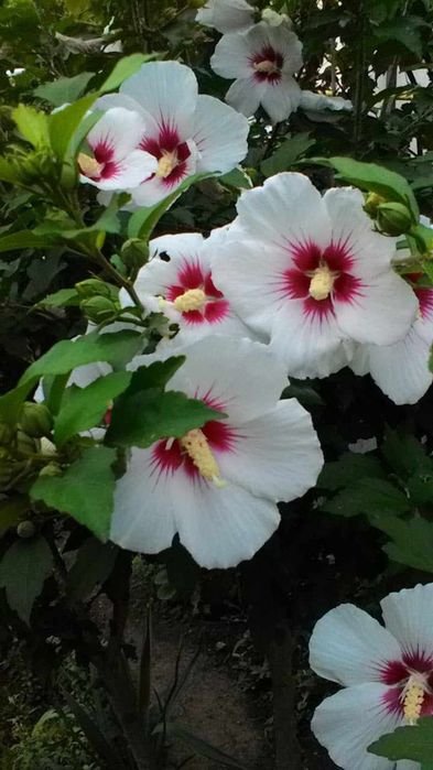 Лютики  и другие  многолетние садовые растения.