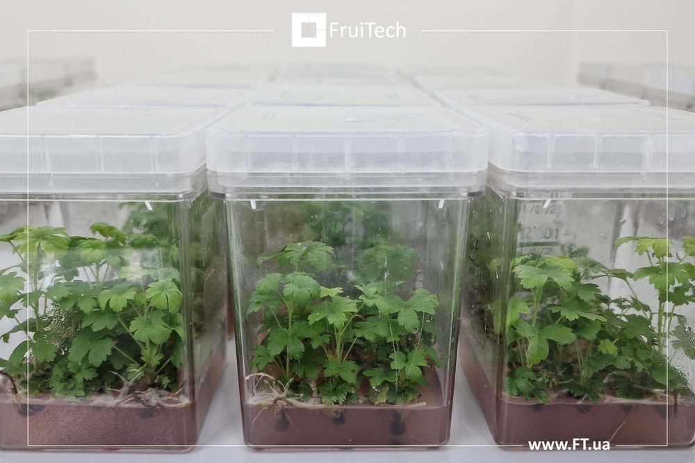 Саджанці ЧОРНОЇ СМОРОДИНИ, ПОРІЧКИ та АГРУСУ від розсадника ФруТек