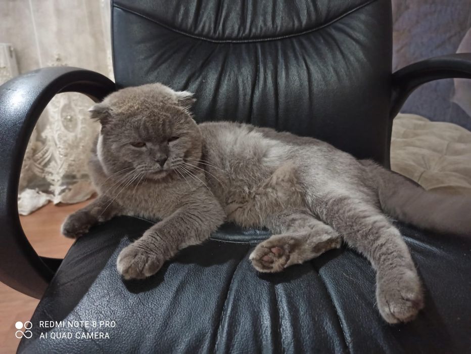 Британський вислоухий Кiт для вязки