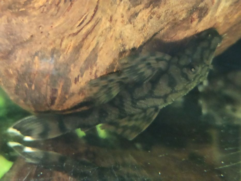 Zbrojnik Ancinstrus L-519 KIEFNERI