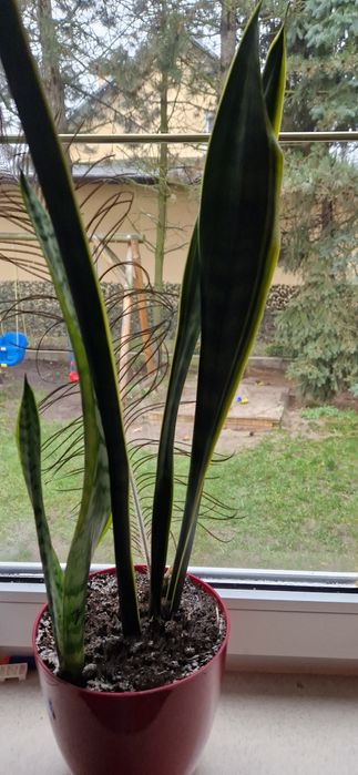 Sansevieria Laurentii żelazna roślina GWINEJSKA