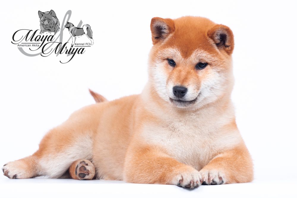 Шиба іну/ шиба ину/ сіба/ сиба /Shiba: 100 € Собаки Житомир на Olx