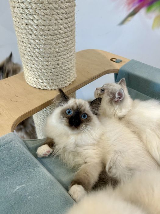 Maluszek z Wiktorkowa*Pl. Śliczne, zdrowe, kastrowane, rodowód FPL.,