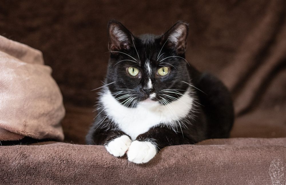 RAMZES - ciekawski, wesoły kocurek szuka kochającego domu/Poznań