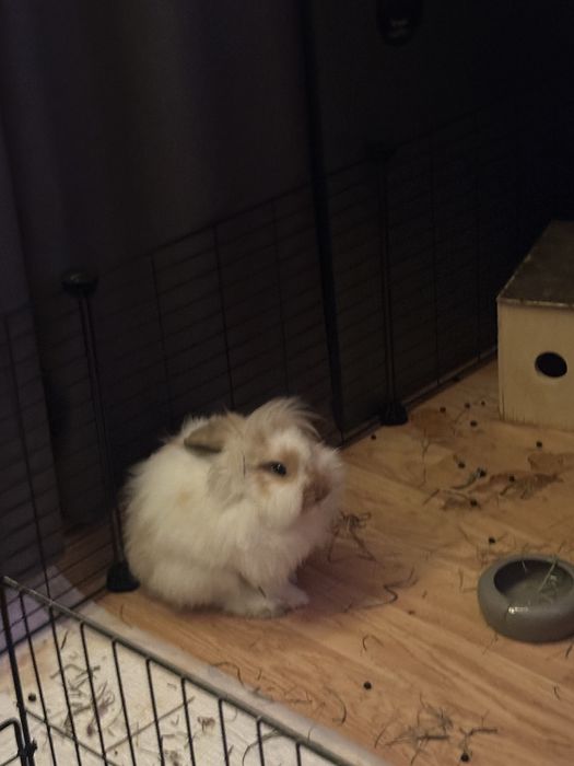 na sprzedaż dwa króliczki