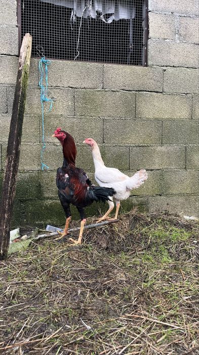 Brahamas , Indio Gigantes