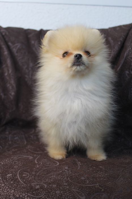 Померанский шпиц мини