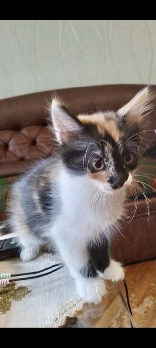 Котята ищут семьи / кошенята шукають родини