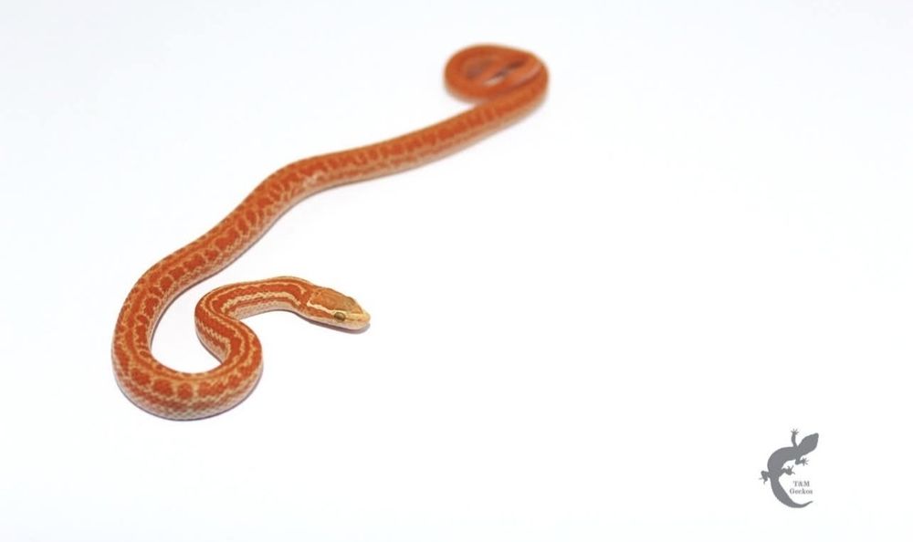 Wąż mahoniowy Boaedon capensis