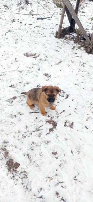 цуценята  маленької породи